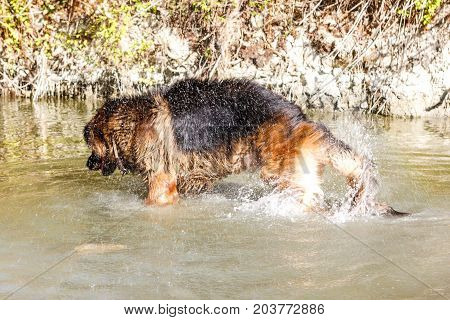 German Sheperd On A Trail In Valconca, Italy