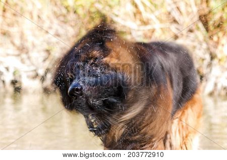 German Sheperd On A Trail In Valconca, Italy