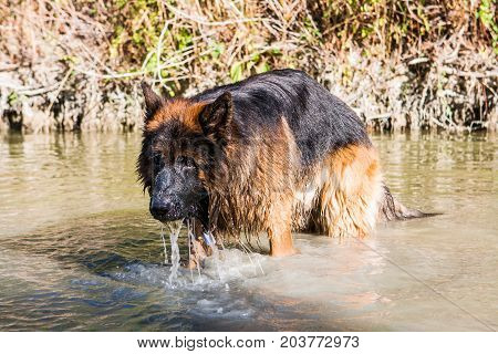 German Sheperd On A Trail In Valconca, Italy