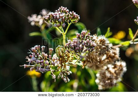 Erica Arborea, Valconca, Italy