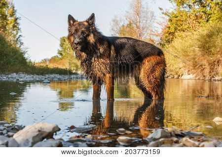 German Sheperd On A Trail In Valconca, Italy