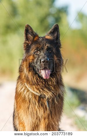 German Sheperd On A Trail In Valconca, Italy