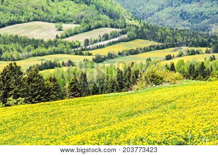 Patch Farm Field Hills Of Yellow Dandelion Flowers In Green Grass In Quebec, Canada Charlevoix Regio