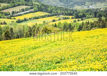 Closeup Of Patch Farm Field Hills Of Yellow Dandelion Flowers In Green Grass In Quebec, Canada Charl