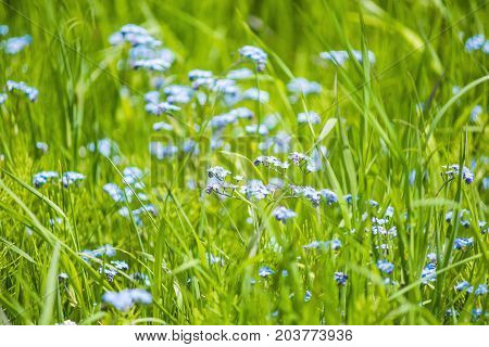 Macro Closeup Of Tiny Blue Forget Me Not Myosotis Flowers In Summer Garnde, Wild Farm Field With Gre