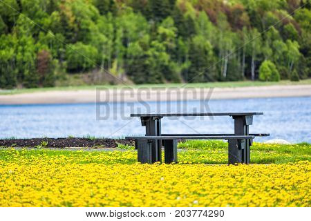 Field Of Yellow Dandelion Flowers, Grass By Saint Lawrence River In La Malbaie, Quebec, Canada In Ch