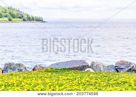 Field Of Yellow Dandelion Flowers, Green Grass By Saint Lawrence River In La Malbaie, Quebec, Canada