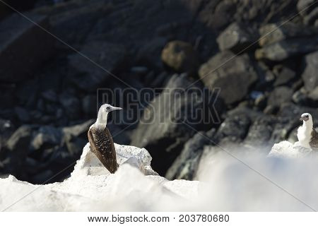 Group of Peruvian Booby (Sula variegata) on guano covered cliffs on the Pacific coast of northern Chile.
