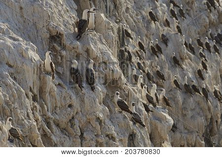 Group of Peruvian Booby (Sula variegata) on guano covered cliffs on the Pacific coast of northern Chile.