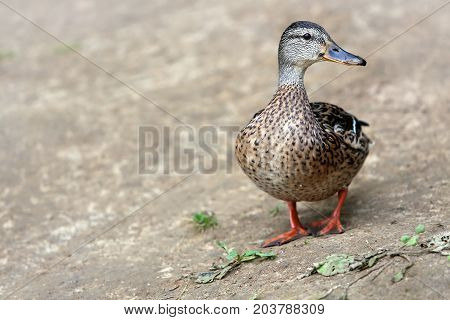Female Mallard. Mallard , wild duck shooting outdoors