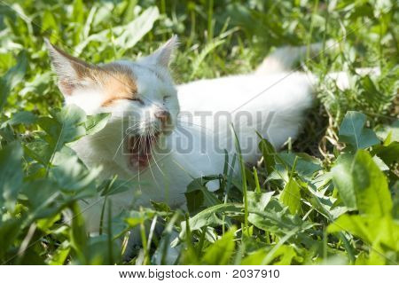 Gato