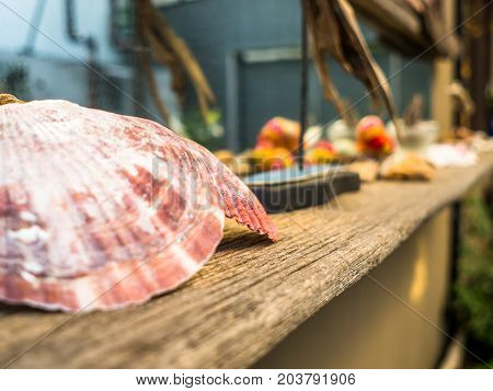 TOKYO, JAPAN JUNE 28 - 2017: Close up of a shell at outdoor view in a restaurant at Komachi-dori Street, in a blurred background, in Kamakura in Tokyo Japan.