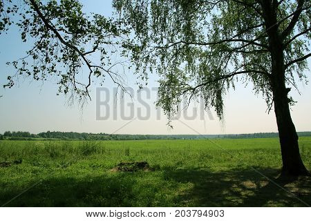 Beautiful landscape with meadow, tree and far horizon