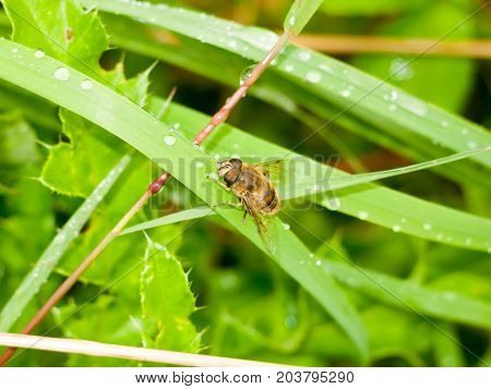 A Hover Fly Up Close Perched On The Green Leaf Wet Rain Water