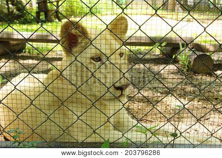 Young white tiger in the zoo enclosure