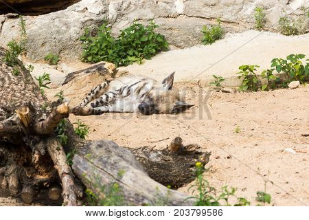 Striped hyena rests after night hunting, on hot African sand in the early morning