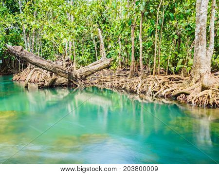 Scenic mangrove forest ecosystem with Mangrove roots and blue water at Krabi Thailand.