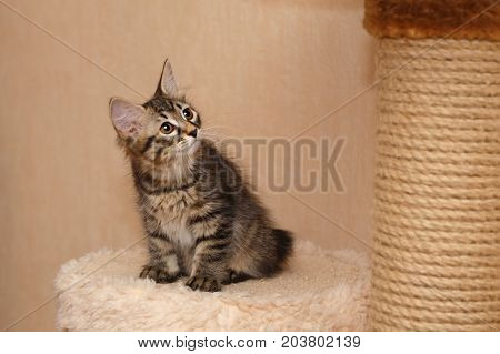 Cute little kitty Bobtail sitting on a shelf. Pets. Hypoallergenic cat breed. Portrait of a tabby cat.