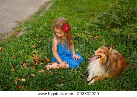 Cute little girl with a dog Sheltie breed. Best friends forever. Dog devotion. A girl and a pet in the park. Portrait of a mistress and a pet