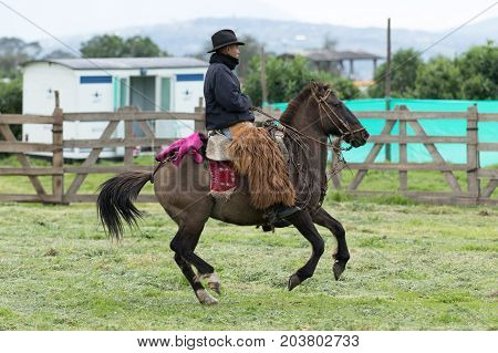 June 3 2017 Machachi Ecuador: cowboy wearing furry chaps riding a horse in the Andes