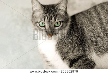 Cat Tabby eyes is a Tabby cat looking right at you with it's great big green eyes.