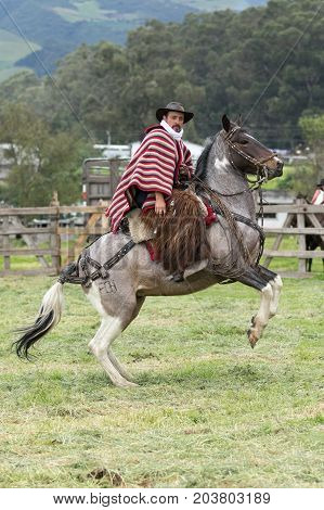 June 3 2017 Machachi Ecuador: cowboy wearing furry chaps and traditional striped poncho on horseback