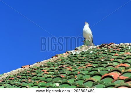 Seagull On Moroccan Roof Tile In Fortress. Essaouira. Morocco