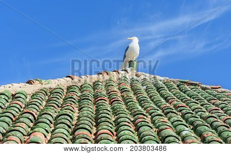Seagull On Moroccan Roof Tile In Fortress. Essaouira. Morocco