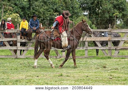June 3 2017 Machachi Ecuador: cowboy dressed traditionally checking his lasso on horseback