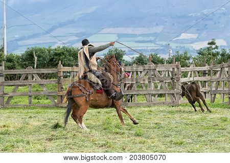 June 3 2017 Machachi Ecuador: cowboy called 'chagra' chasing bull with lasso on horseback