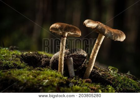 Mushrooms in the forest are illuminated by the sun's rays of light.
