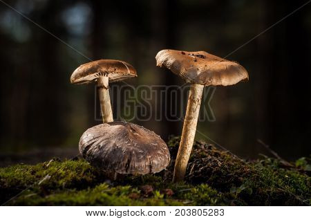 Mushrooms in the forest are illuminated by the sun's rays of light.