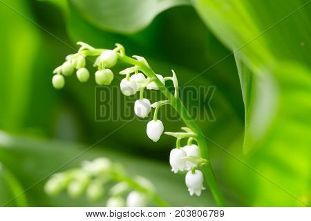 Beautiful flower lily of the valley on the nature