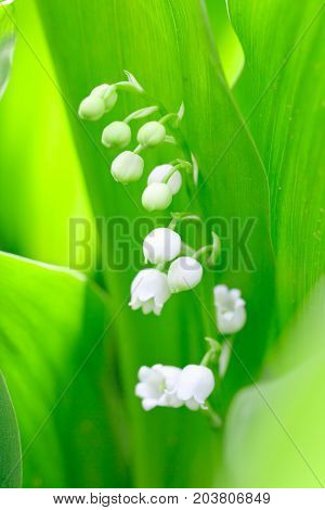 Beautiful flower lily of the valley on the nature