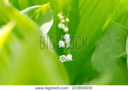 Beautiful flower lily of the valley on the nature