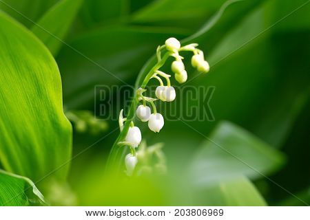 Beautiful flower lily of the valley on the nature