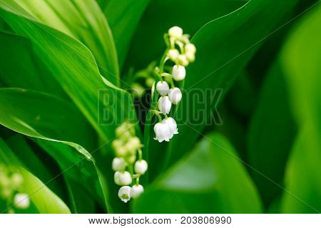 Beautiful flower lily of the valley on the nature