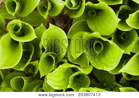 Gently Blurred Background Texture Of Green Sprout Plants Of Hosta Top View.