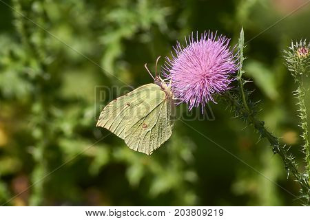 Butterfly eats pollen on a wild flower.