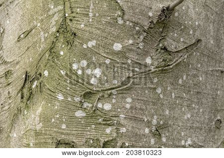 a full frame natural abstract bark detail
