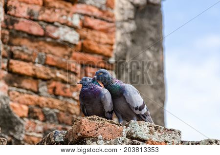 Couple of rock pigeon with a brick background. Couple of rock pigeon are making love. Couple of rock pigeon are kissing in Thailand.