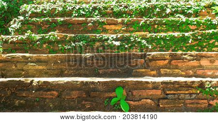 Weed grow up on brick staircase. Plant grow up on buildings.