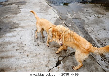 Two brown dog playing together. Two dog fight.