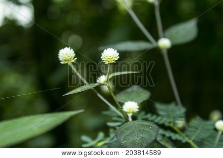 greenery in the morning in the asia region