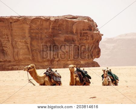 Camels in the dunes of Wadi rum desert, Jordan. Desert travel background.