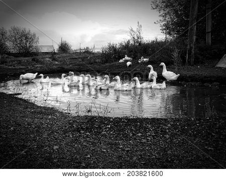flock of domestic white geese swims in a small pond in search of food.