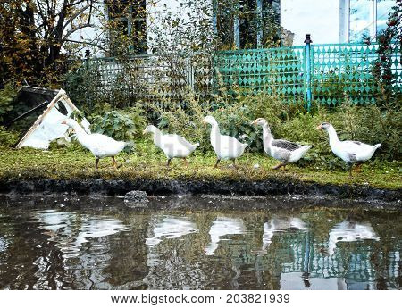 flock of domestic white geese swims in a small pond in search of food.