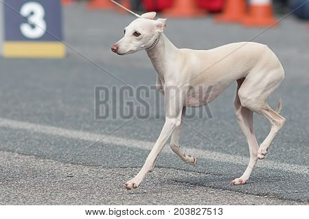 Leverette, a small Italian greyhound, an Italian greyhound, the shortest dog from the Greyhound group. Space under the text. 2018 year of the dog in the eastern calendar Concept: friend, protection, loyalty, vigilance, security