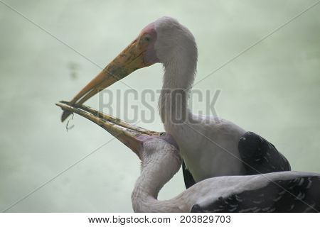 stork kissing love making mating eating fish catching hunting on water fighting