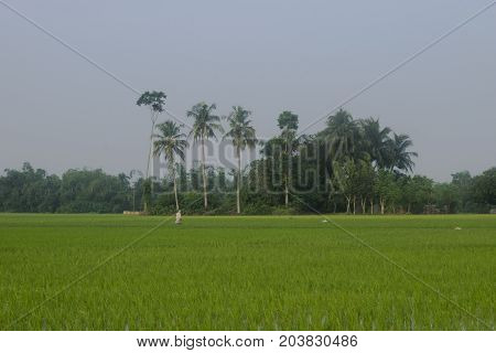 country side green paddy field blue sky trees behind village agreeculture farming